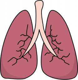 Small Lungs Cliparts - Cliparts Zone