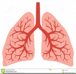 Free Animated Lungs Clipart | Free Images at Clker.com ...