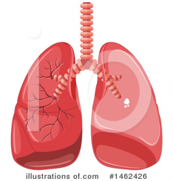 Lungs Clipart #1462426 - Illustration by Graphics RF