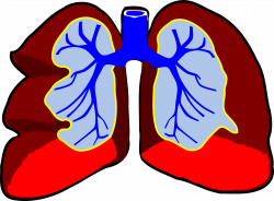 Clipart of Human lungs free image