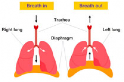 Search Results for diaphragm - Clip Art - Pictures ...
