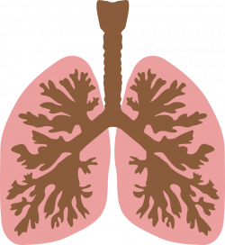 Public Domain Clip Art Image | Lungs and bronchus | ID ...
