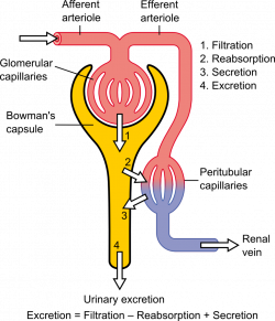 Excretory System on emaze