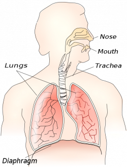 respiratory system - /medical/anatomy/lungs/respiratory_system.png.html