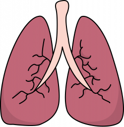 Image for Free Lungs Health High Resolution Clip Art | Travel ...