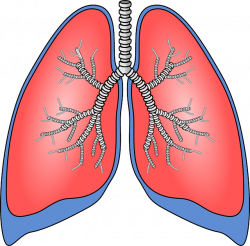 5 Facts You Probably Didn't Know About Your Lungs - Medivizor