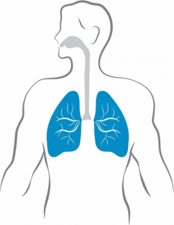 Lungs and human body Free vector in Adobe Illustrator ai ...