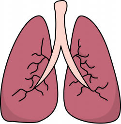 Lungs Images Human Body High Resolution Human Lung Clipart ...