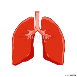 Vector Human lungs front view. Right and left lung with ...