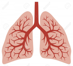 Stock Vector | CRAFTS | Lung anatomy, Lunges, Respiratory system