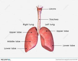 Lungs Labelled Illustration 41527290 - Megapixl