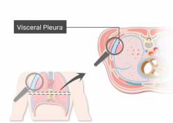 Pleura (or Pleurae) and Pleural Cavity of the Lungs