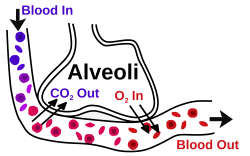 File:Alveoli.svg - Wikimedia Commons