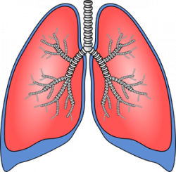 Lungs PNG, SVG Clip art for Web - Download Clip Art, PNG ...