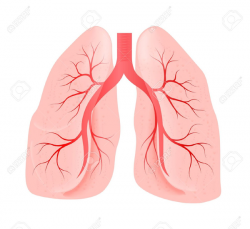 Smoking Lungs Clipart | Free Images at Clker.com - vector ...