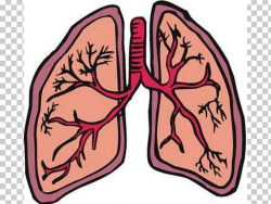 Lung Cancer Organ PNG, Clipart, Arm, Blood, Blood Vessel ...