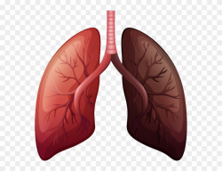 Lungs Png - Lung Cancer Before And After Clipart (#4179277 ...