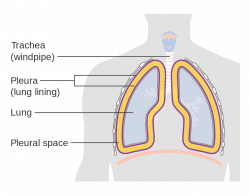 Lung Diagram Gallery - human anatomy organs diagram