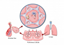 Lung Alveolus Structure - Lung Alveoli Anatomy