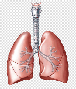 Lungs illustration, Lung Carbon dioxide Breathing ...