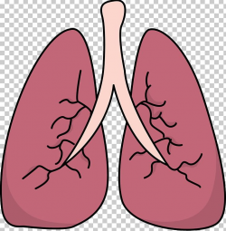Lung PNG, Clipart, Arm, Breathing, Bronchus, Clip Art ...