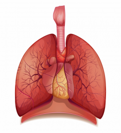Anatomy Clipart Lung - Lungs Png, Transparent Png Download ...