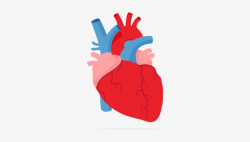 Image Heart And Lungs Clipart - Your Heart - Free ...
