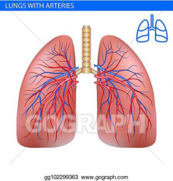 Vector Illustration - Human lungs anatomy with artery ...