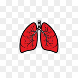 Red Lung, Lungs, Lung, Smoker Lung PNG I #20074 - PNG Images ...