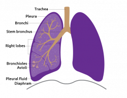 Attractive Picture Of Lungs Component - Anatomy And Physiology ...