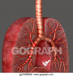 Clipart - Lungs anatomy. Stock Illustration gg75589832 - GoGraph