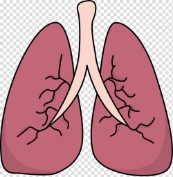 Lung , Small Lungs transparent background PNG clipart ...