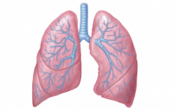 Lungs Rose Illustration transparent PNG - StickPNG