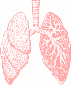 Lungs Clip Art | Clipart Panda - Free Clipart Images