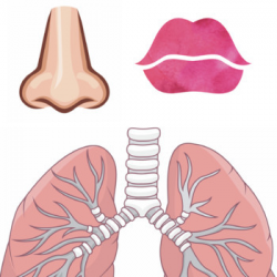 Lung Anatomy Printable