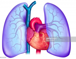 Download pulmonary circulation clipart Pulmonary circulation ...