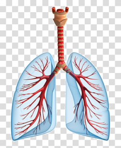 Pulmonary Circulation transparent background PNG cliparts ...