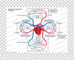 Pulmonary Circulation Systemic Circulation Lung Pulmonary ...