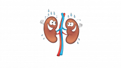 Organ Blood Human body Pulmonary circulation Lung - organs 1359*764 ...