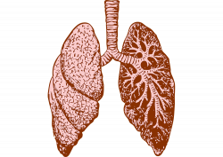 What is a Pulmonary Embolism or PE? | CardioVisual