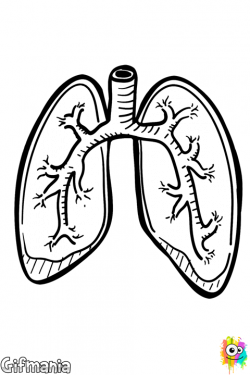 Pulmones | You Can Draw | Pinterest | Lungs, Respiratory system and ...