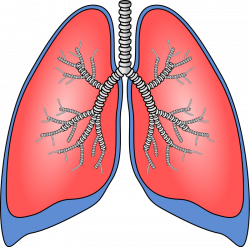 Pulmonary Clipart