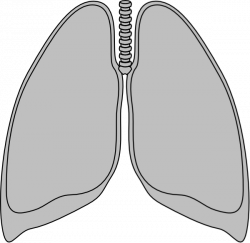 Lung Clear Lung Clip Art at Clker.com - vector clip art online ...