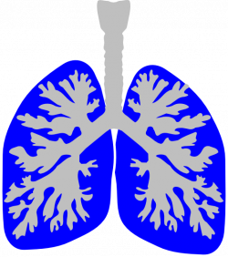 Lung Blue Clip Art at Clker.com - vector clip art online, royalty ...
