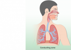 Respiratory System Anatomy - Major Zones & Divisions