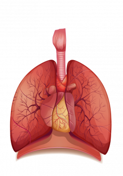 The Human Respiratory System Breathing Respiration Human body ...