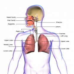 PNG Respiratory System Transparent Respiratory System.PNG Images ...