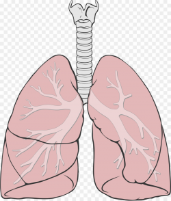Lungs Diagram Simple PNG Wiring Diagram Clipart download ...