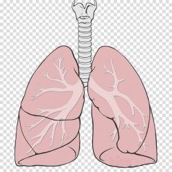 Simple Diagram Of Lung - The best place to get wiring ...
