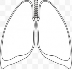 Lungs Images, Lungs PNG, Free download, Clipart
